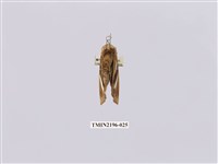 藏品(銀斑舟蛾)的圖片